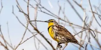 ノースダコタ州ニシマキバドリ