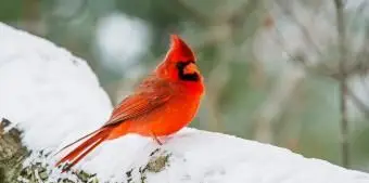 オハイオ州北部枢機卿