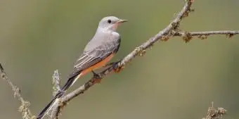 オクラホマシザーテールフライキャッチャー