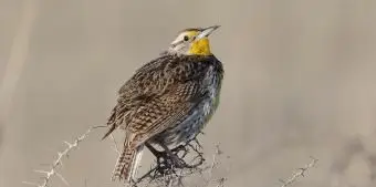 オレゴンニシマキバドリ