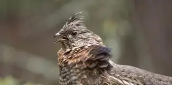 ペンシルバニアエリマキライチョウ