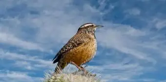 アリゾナサボテンミソサザイ