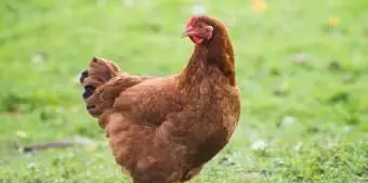 ロードアイランドレッド