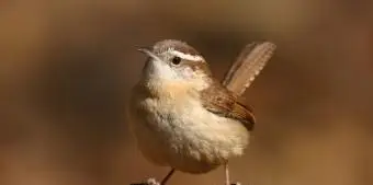 サウスカロライナ