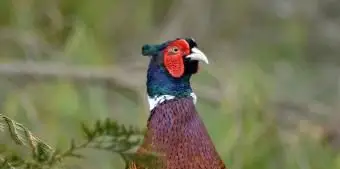 サウスダコタ州のコウライキジ