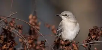 テネシー州マネシツグミ