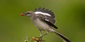 テキサスマネシツグミ