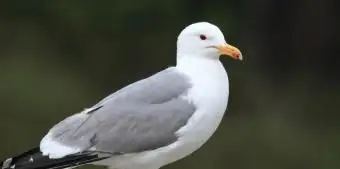 ユタカリフォルニアカモメ