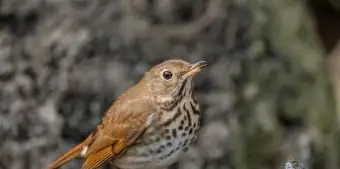 バーモント州のチャイロコツグミ