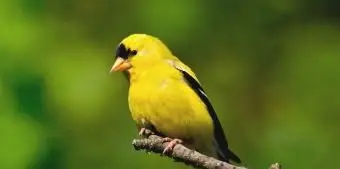 ワシントンアメリカンゴールドフィンチ