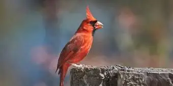 ウェストバージニア北部枢機卿