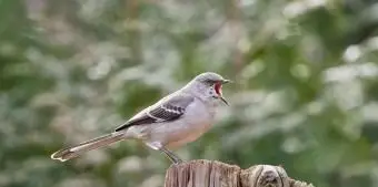 アーカンソー州マネシツグミ