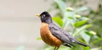 ウィスコンシンアメリカンロビン