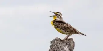 ワイオミング州のニシマキバドリ