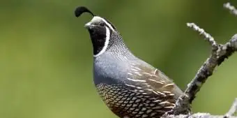 カリフォルニアウズラ