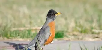 コネチカットアメリカンロビン