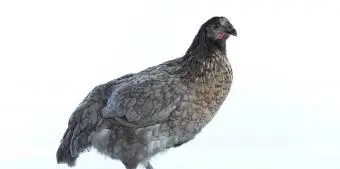 デラウェアブルーヘンチキン