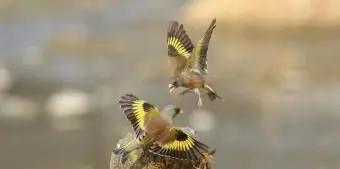 写真付きの50の米国の州の鳥のリスト