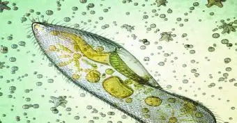 Lição sobre como comparar células vegetais e animais com planilha