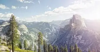 Lista de todas as 50 árvores estaduais nos EUA