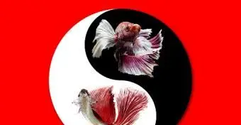 陰陽のシンボルのベタの魚